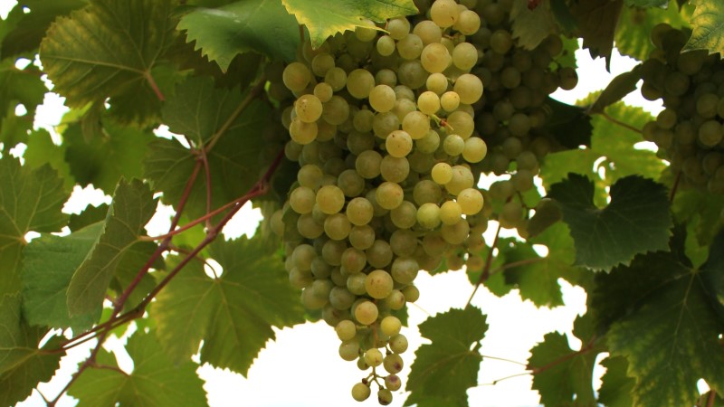 Frukost och middag, Vandringsdag